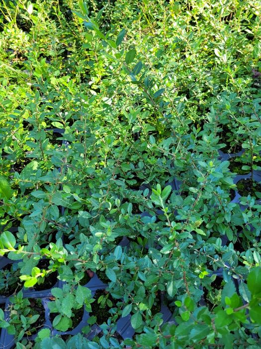 Pyracantha Red Column (Catina ornamentala)