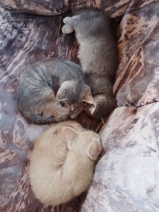 Раздавам котета на 2 месеца
