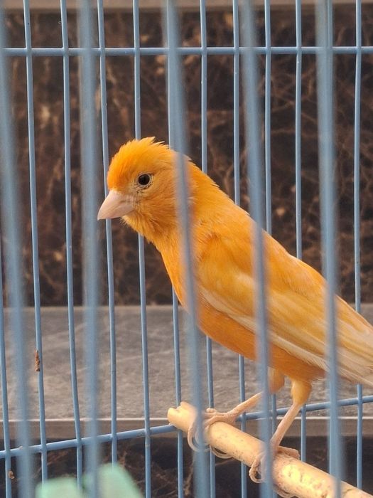 Продается канарейка певчая,2-годичная