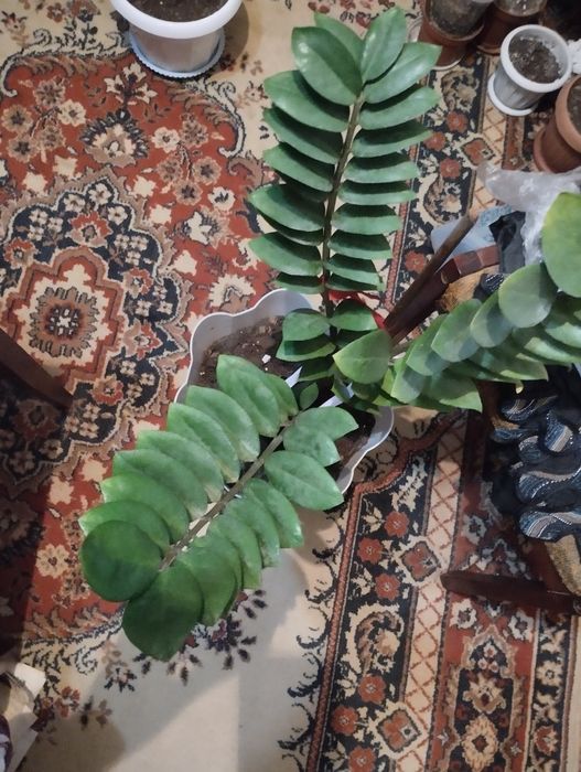 Долларовое деревце.