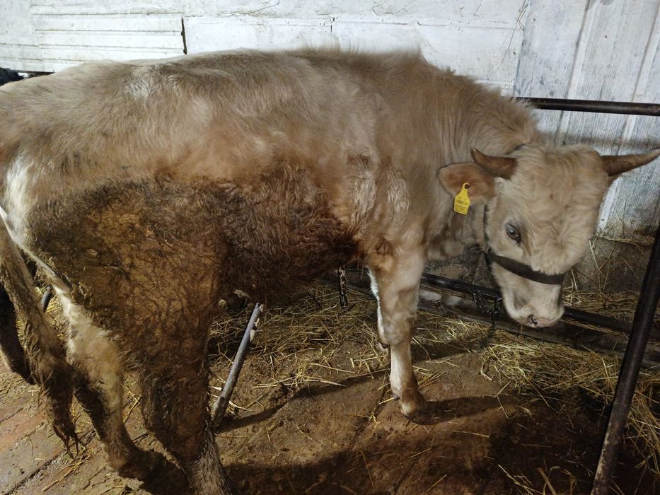 2 жасар бұқа сатылады