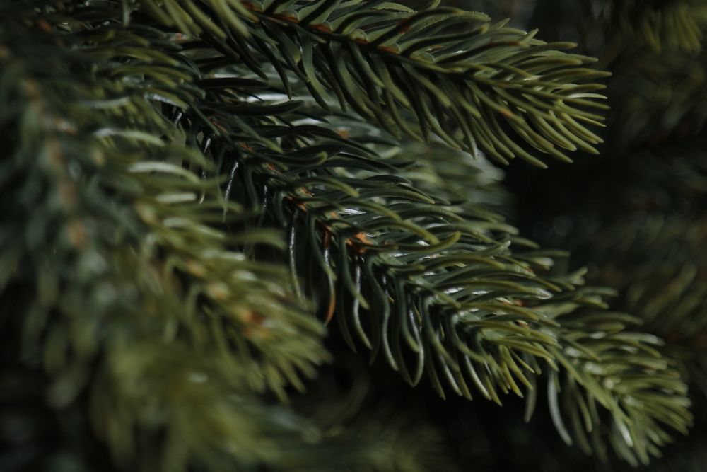 Новая Ель "Императрица Премиум” ёлка