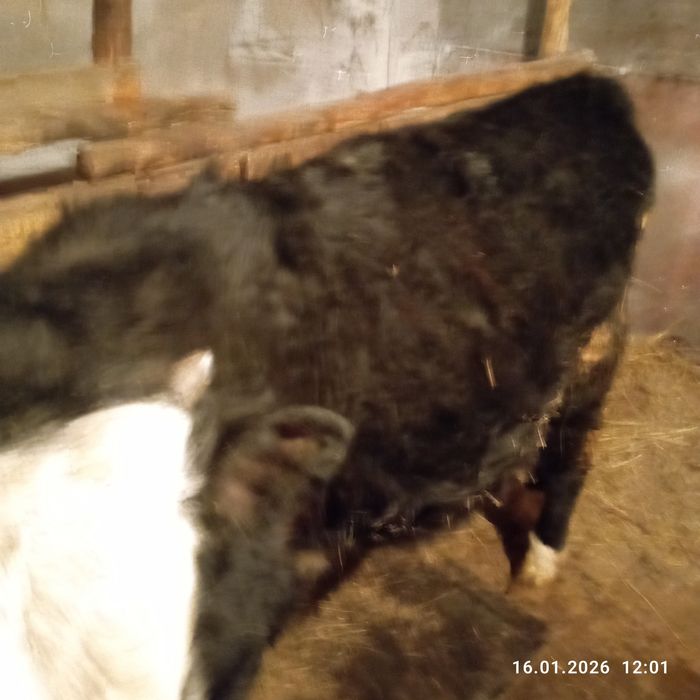 Продам двух быков с откорма!