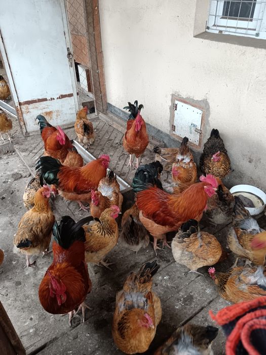 Инкубацоное  яйца