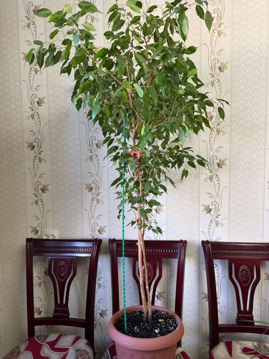 комнатные гүлдер сатылады