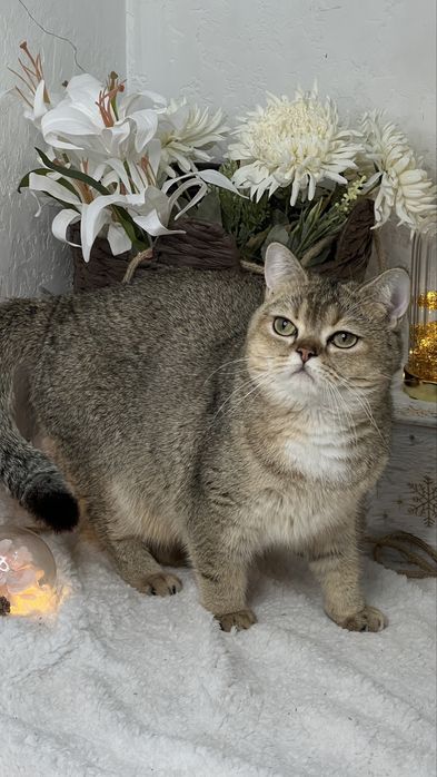 Девочка британка