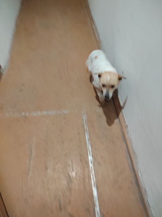 Отдам собачку девочка в хорошие добрые руки