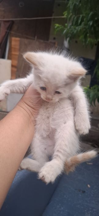 Продам котят в добрые руки