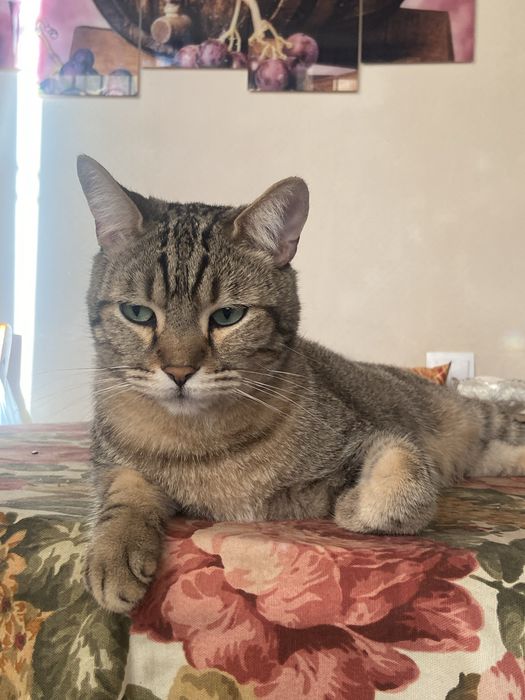 Отдаем кота даром в хорошие руки