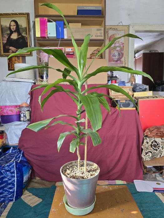 Цветы комнатные, фикус и пр