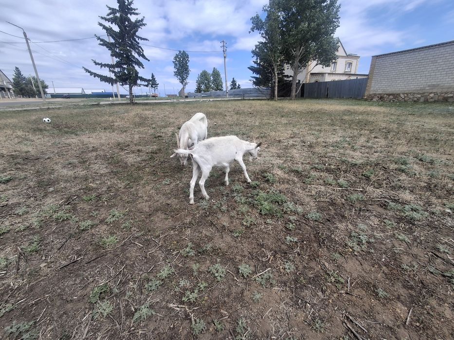 Продам дойных коз и козлят