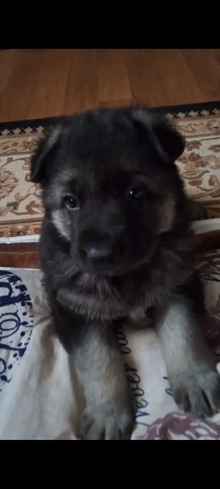 Щенки восточно-европейской овчарки