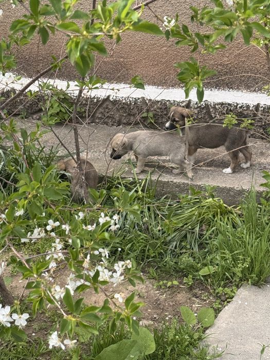 Щенята в добрые руки бесплатно