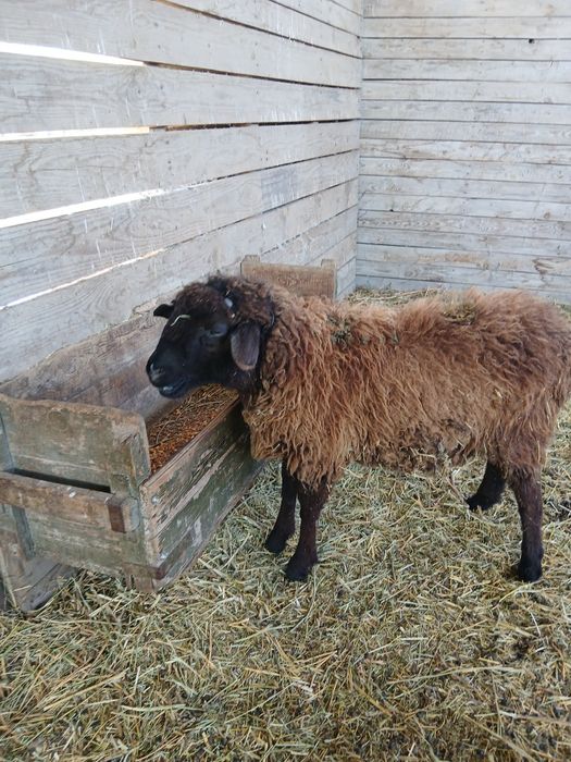 Продам баранов тохты