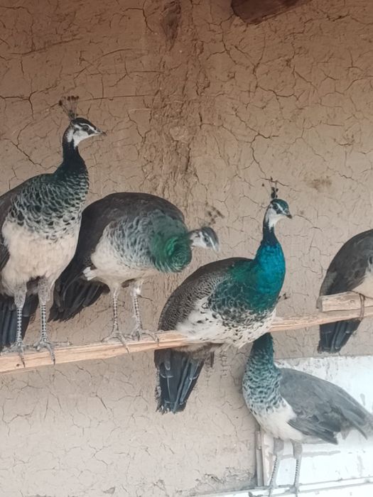 Павлин самка/самец