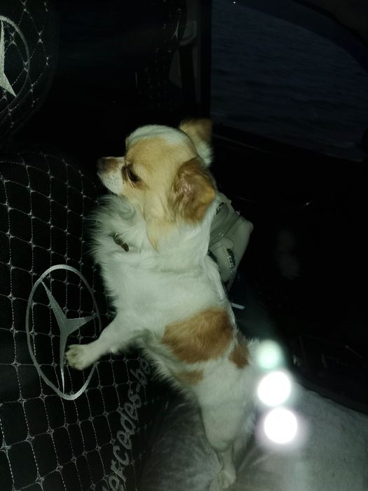 Чихуахуа кобель продам