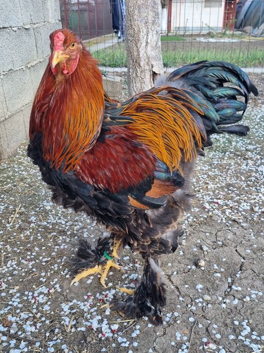 Vând cocoș brahma potarnichiu