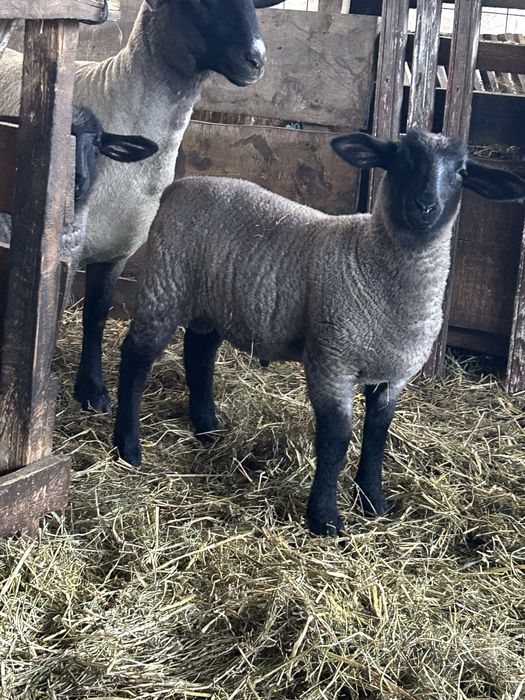 Mielute si berbecuti suffolk