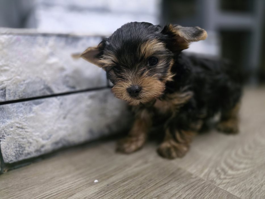 Йоркширский терер кобель