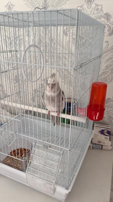 Продаётся корелла
Здоровая.
Продаётся вместе с к