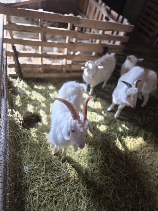 Продается безрогий козел ангорского типа