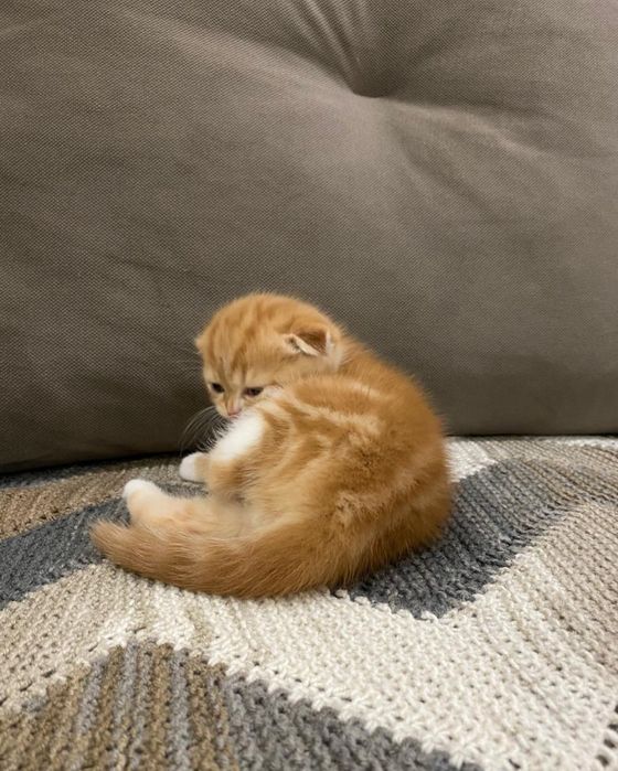 Продам Шотландских котят