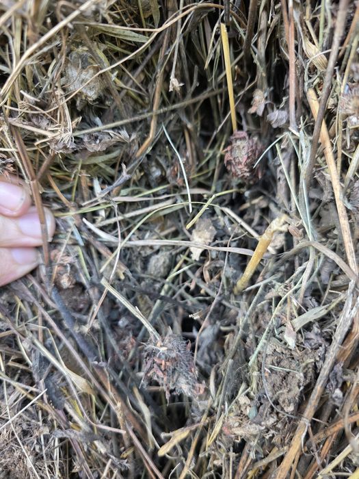 Baloti fan.Rot.20-40.drept.500.TIR Sau lucerna.Transport inclus.RO