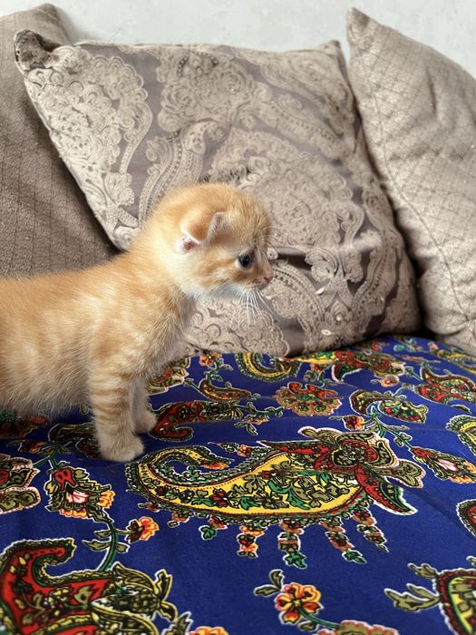 Котята на продажу, скоттиш фолд