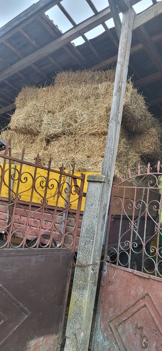 Vând baloți de paie