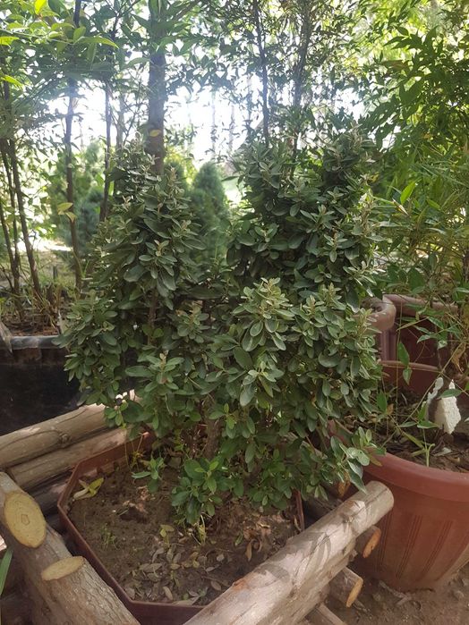 Пироканта (лат. Pyracantha)