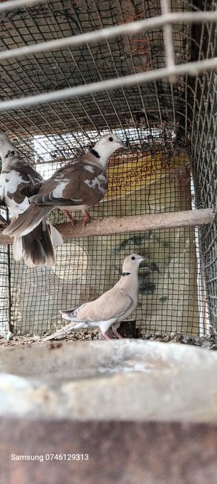 Turturele  .cucuruzi.