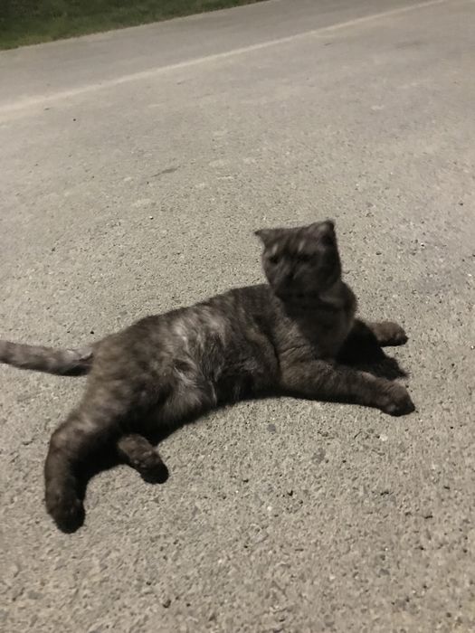 Кошка  продается