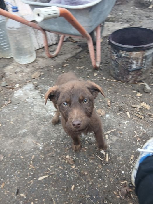 Donez 4 puii de caine