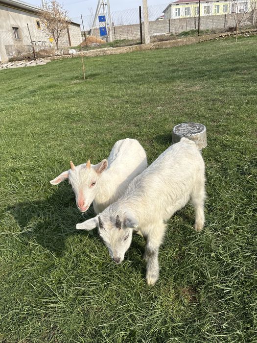 Лақтар 2 шт  2 айлық