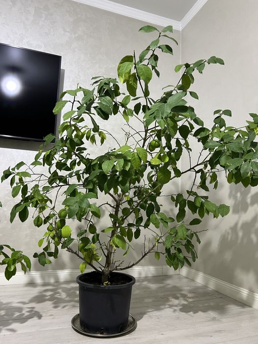 Лимон домашний