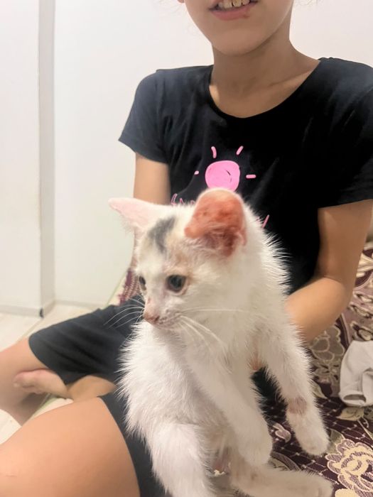 котенок отдам в добрые руки
