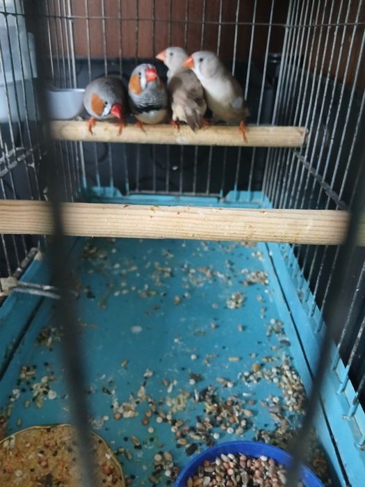 Vânzare papagali Rosela și Nimfe