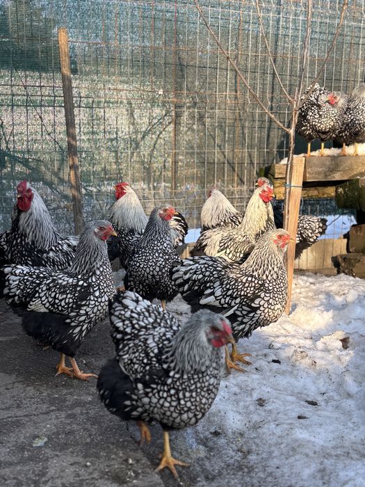 Vand ouă pentru incubat – Wyandotte argintiu