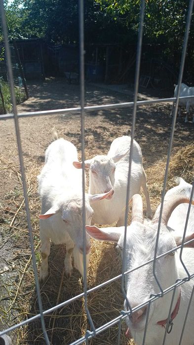 URGENT - Capre SAANEN, iezi, țăpuc