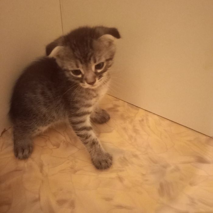Вислоухий котёнок 1,5 мес мальчик