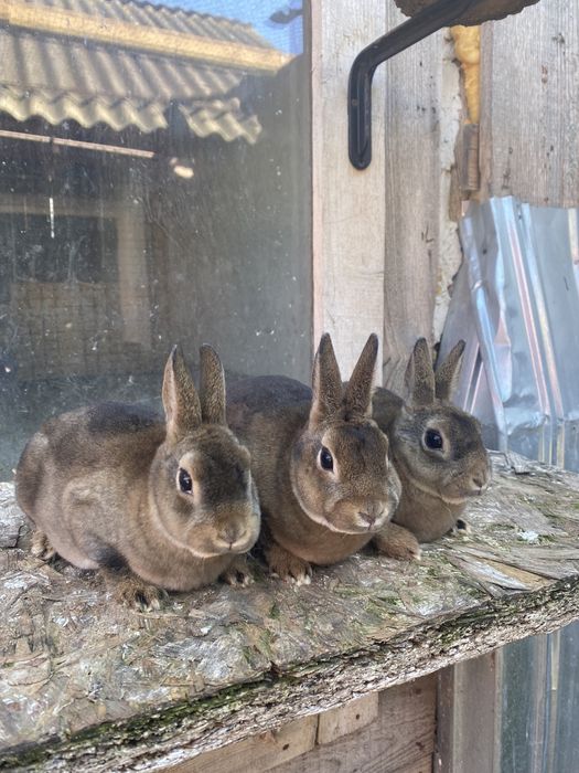 Iepuri rex pitic si castor rex pitic