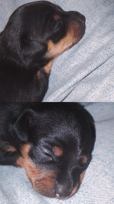 Щенки карликового пинчера