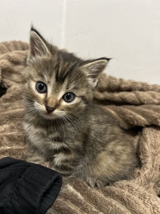 Котята, бесплатно