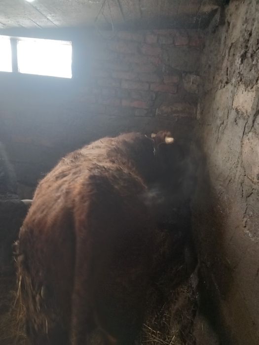 Продам БЫЧКА продам