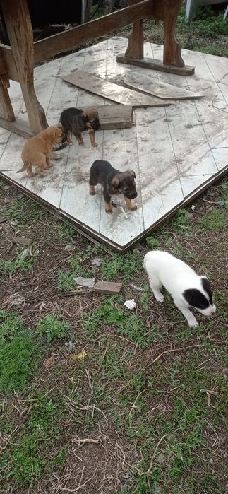 Отдам бесплатно щенков