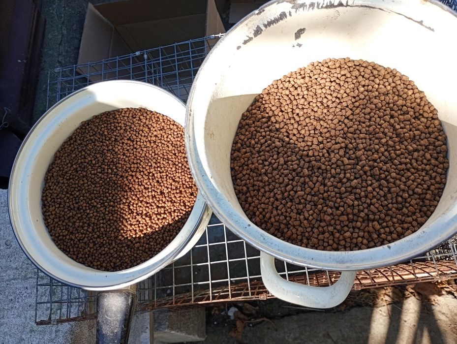 Hrană carași exotici și crapi Koi : Shubunkin, aurii, sarasa,  riukin, kohaku, calico, comete, black motor,
