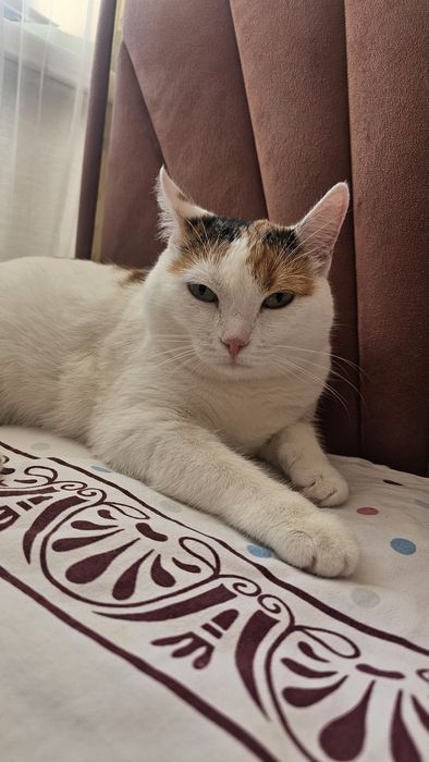 Отдадим в добрые руки. Добрый, чистый