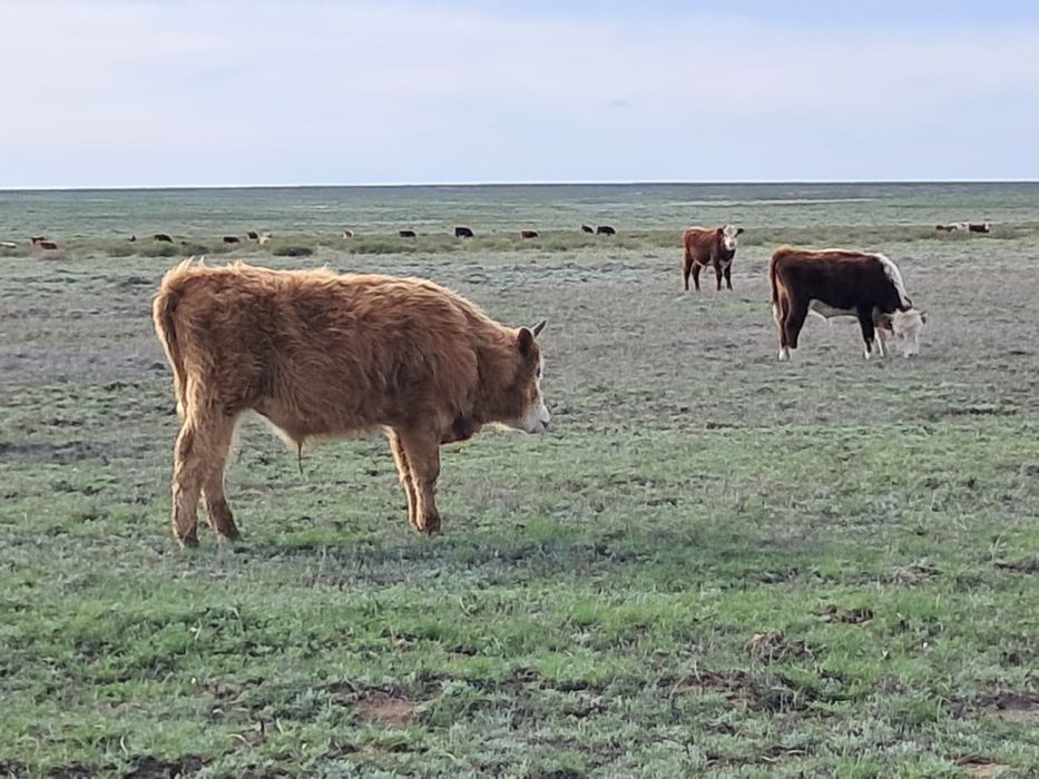 Бычок, торпак оптом бычки естть
