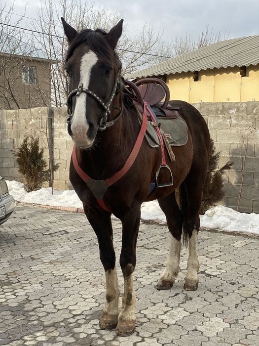 Айғыр сатылады.