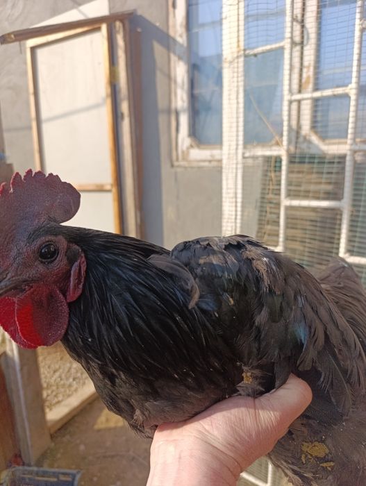 Кора шахзода ва Астролоп